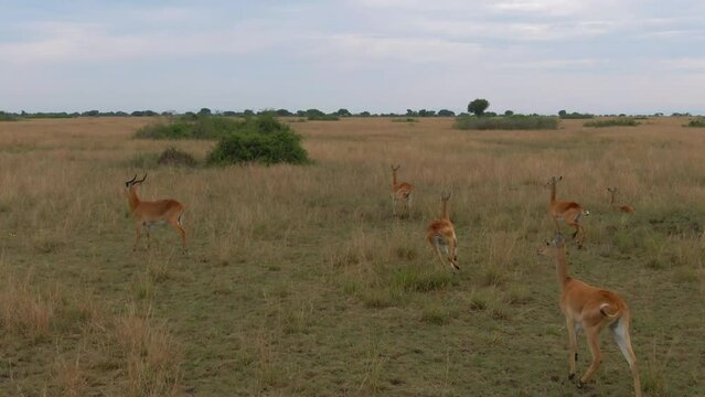 Frightened antelopes run away in Queen Elizabeth Park, Uganda in Africa. Aerial drone forward view