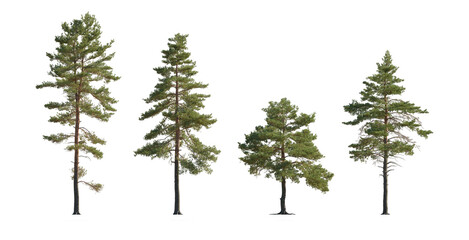 Pinus sylvestris Scotch pine big tall tree isolated png on a transparent background perfectly cutout Pine Pinaceae pine Baltic Pine fir