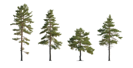 Pinus sylvestris Scotch pine big tall tree isolated png on a transparent background perfectly cutout Pine Pinaceae pine Baltic Pine fir