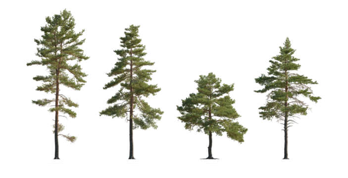 Pinus sylvestris Scotch pine big tall tree isolated png on a transparent background perfectly cutout Pine Pinaceae pine Baltic Pine fir