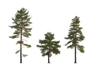 Pinus sylvestris Scotch pine big tall tree isolated png on a transparent background premium cutout in overcast light Pine Pinaceae pine Baltic Pine fir