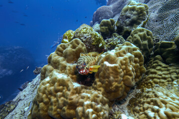 Beatiful Blacktip Grouper and sea fish swim around hard coral reef in deep dive blue water in travel scuba diving activity with underwater background landscape at Koh Losin island, Thailand
