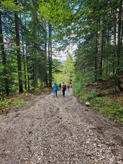 walk in the forest