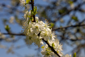 Selective focus of beautiful branches of plum blossoms on the tree under blue sky, Beautiful Sakura flowers during spring season in the park, Floral pattern texture, Nature background