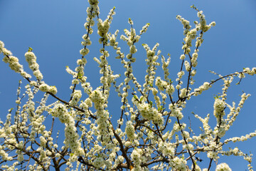 Selective focus of beautiful branches of plum blossoms on the tree under blue sky, Beautiful Sakura flowers during spring season in the park, Floral pattern texture, Nature background