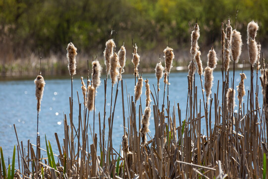 Cattails bulrush Typha latifolia beside river. Closeup of blooming cattails during early spring snowy background. Flowers and seed heads of fluffy cattail