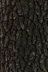 close up of bark of tree