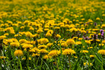 Dandelion Taraxacum officinale as a wall flower, is a pioneer plant and survival artist that can also thrive on gravel roads. Beautiful Taraxacum flower on a green garden
