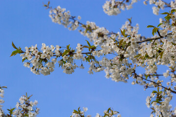 Selective focus of beautiful branches of cherry blossoms on the tree under blue sky, Beautiful Sakura flowers during spring season in the park, Floral pattern texture, Nature background