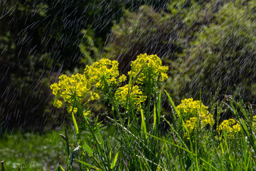Obraz premium Euphorbia cyparissias, cypress spurge greenish flowers closeup selective focus