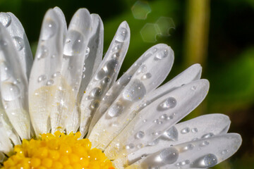 Macro image of dewy Daisy flower or Bellis perennis from Asteraceae family, close up of blooming spring meadow flowers © Oleh Marchak