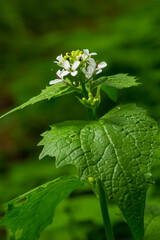 Garlic mustard flowers Alliaria petiolata close up. Alliaria petiolata, or garlic mustard, is a biennial flowering plant in the mustard family Brassicaceae