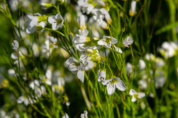 Cardamine amara, known as large bitter-cress. Spring forest. floral background of a blooming plant