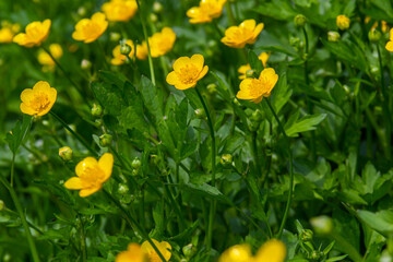Obraz premium Close-up of Ranunculus repens, the creeping buttercup, is a flowering plant in the buttercup family Ranunculaceae, in the garden