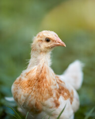 Closeup portrait of young brown chick isolated on blurred background