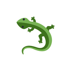🦎 Lizard