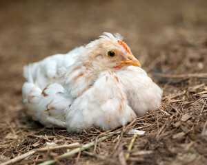 Young white chick on nest