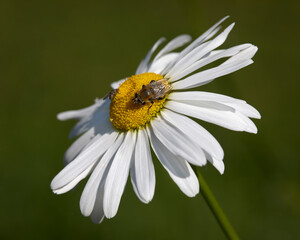 Bee on white daisy against blurred background