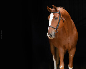 Professional Horse Portrait Studio