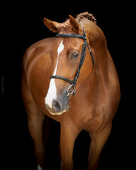 Professional Horse Portrait Studio