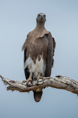Ichthyophaga Ichthyaetus ; The grey-headed osprey is a fish-eating bird of prey from South East Asia.