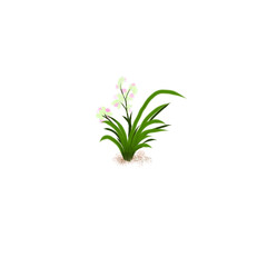 Grass flowers isolated on white background