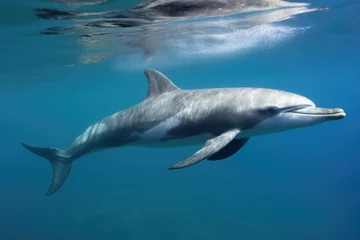 Poster dolphin mother with calf, swimming side by side in clear waters © altitudevisual