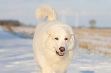 dog great pyrenees running in the snow - 660336965