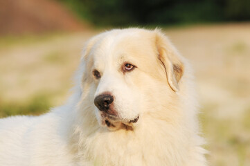 cute white dog great pyrenees in the nature - 660336971