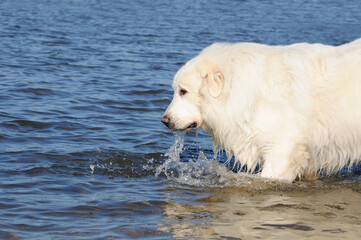 dog great pyrenees in the sea