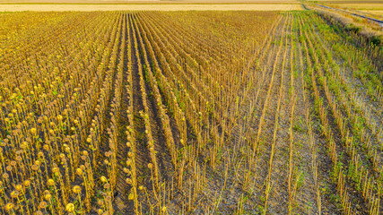 Aerial view rows of ripe sunflower harvest in progress