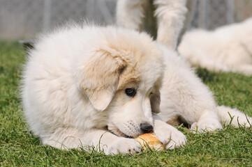 Puppy of the Dog Great Pyrenees lying on meadow and eat bread roll - 660337927