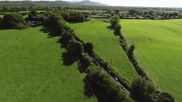 Aerial drone shot of cows walking on road to farm in Ireland.