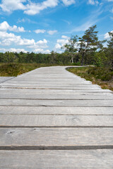 Obraz premium New Wooden path in a moor Landscape