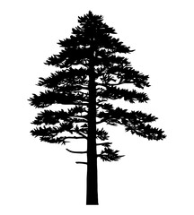 Pine tree silhouette