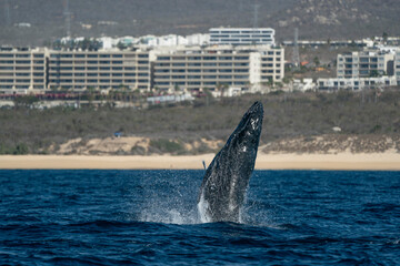 Fototapeta premium humpback whale breaching in cabo san lucas baja california sur mexico pacific ocean