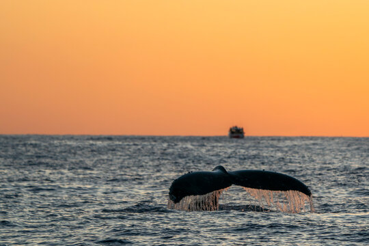 humpback whale tail while diving at sunset in cabo san lucas baja california sur mexico pacific ocean