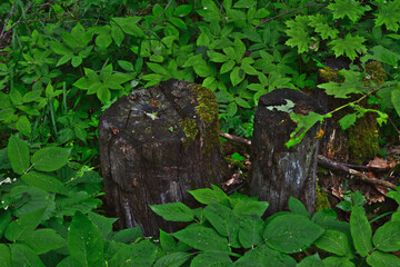 tree stump among green leaves isolated close up  