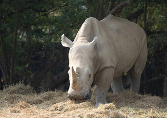 Obraz premium rhino in the wild
