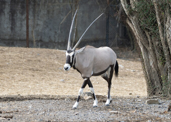antelope in the zoo