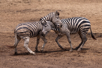 zebra in the wild