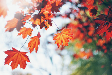 Maple leaves on a tree
