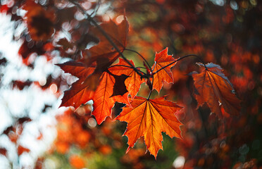 Maple leaves on a tree