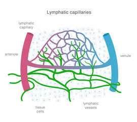 Lymphatic system of capillaries and vessels in complex with blood vessels. Lymph circulation scientific illustration.