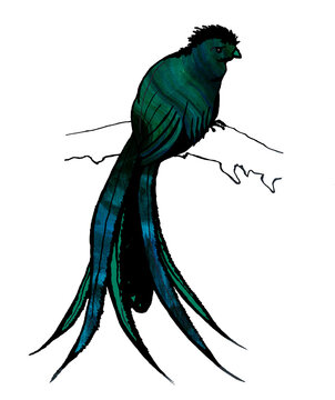 A silhouette of a blue-malachite paradise bird with a black tuft on its head sitting on a branch. Isolated image for the World Day of Migratory Birds. Colorful digital illustration in a green gradient