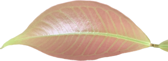 pink leaf isolated on white background image