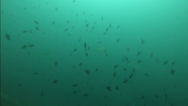  swarm of triggerfish in the maldives with shark appearing after., black tip reef shark appears, school of fish dissapear, sea life, horizontal orientation