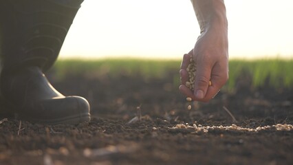 soybean agriculture. farmers hand a sows soybean grains in agricultural soil. agriculture business...