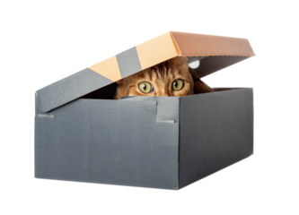A red cat is hiding in a box.