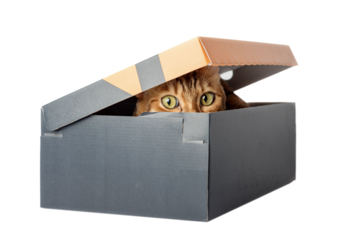 A red cat is hiding in a box.